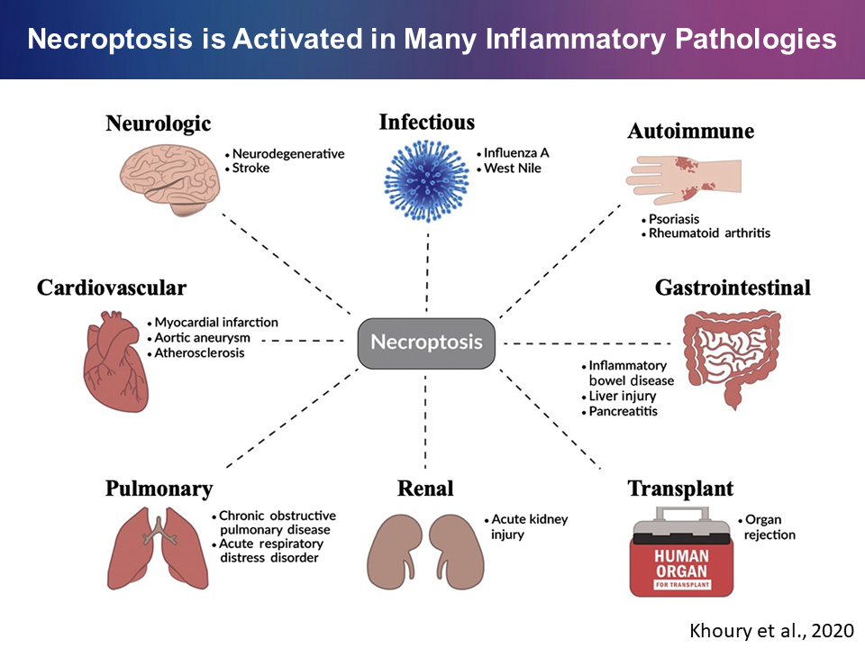necroptosis_and_diseases